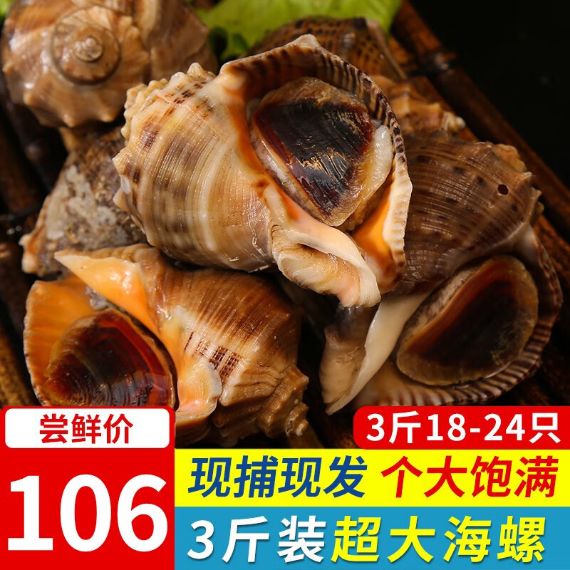 尚致【活鲜】青岛鲜活海捕大海螺 1500g 生鲜贝类 大海螺3斤（18-24只）