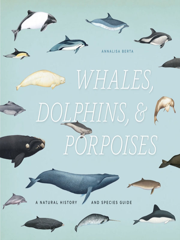 whales, dolphins, and porpoises