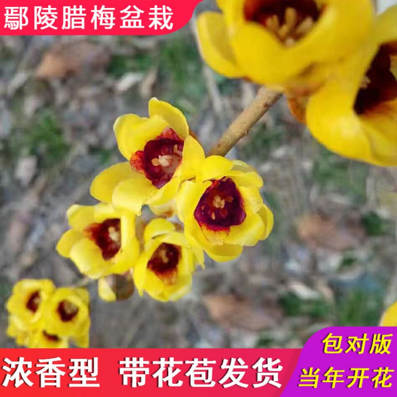 鄢陵腊梅盆景浓香型素心耐寒耐旱室内景观盆栽檀香夏腊梅树苗 金黄