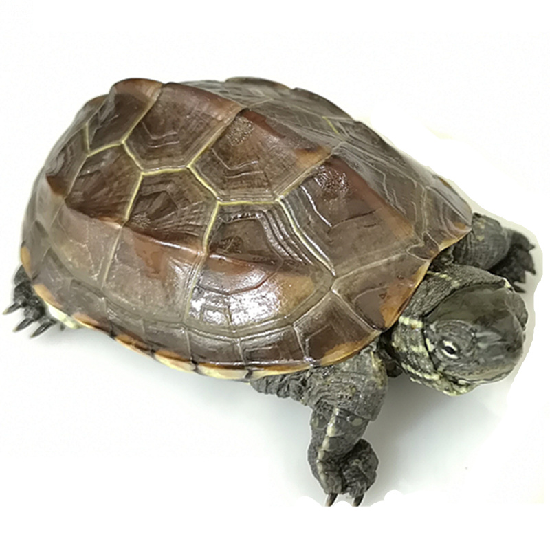 易萌大母草食用乌龟大乌龟活体外塘生态中华草龟冷水金线龟 母草龟 2-2.5斤左右
