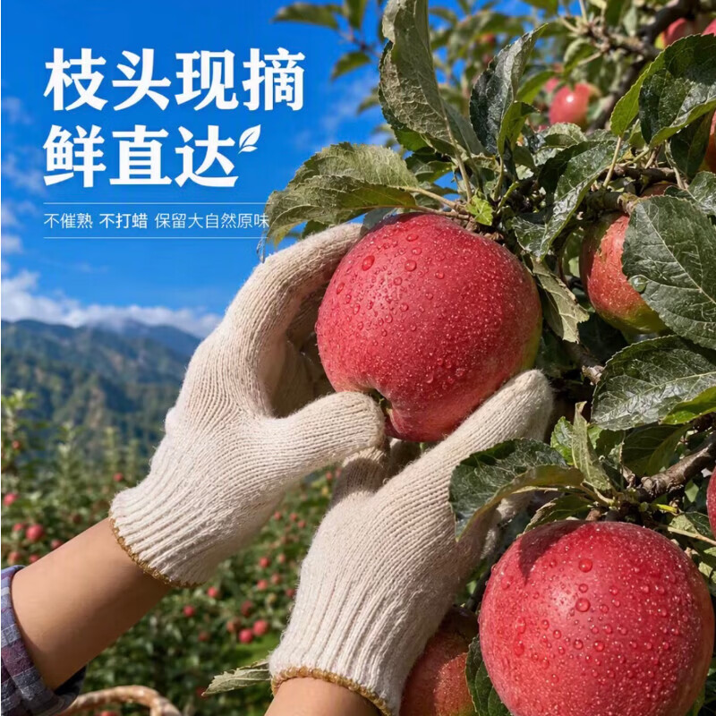 四川大凉山丑苹果 应季新鲜水果 源头直发包邮 四川盐源丑苹果净重4.5斤单果65+