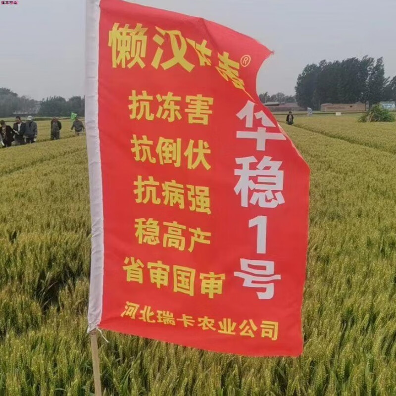 华稳1号吨麦矮杆大穗小麦原种稳产小麦种子耐寒抗病抗倒 5斤