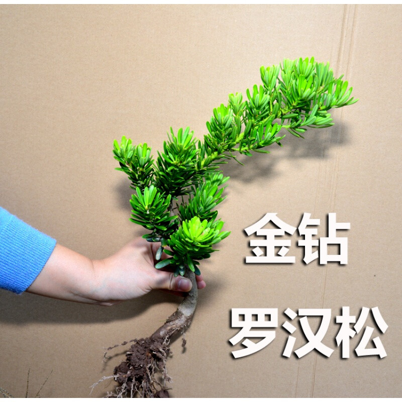 睿格达花姬金钻罗汉松 罗汉松苗盆景绿植盆栽 金钻罗汉松一年苗1棵 不