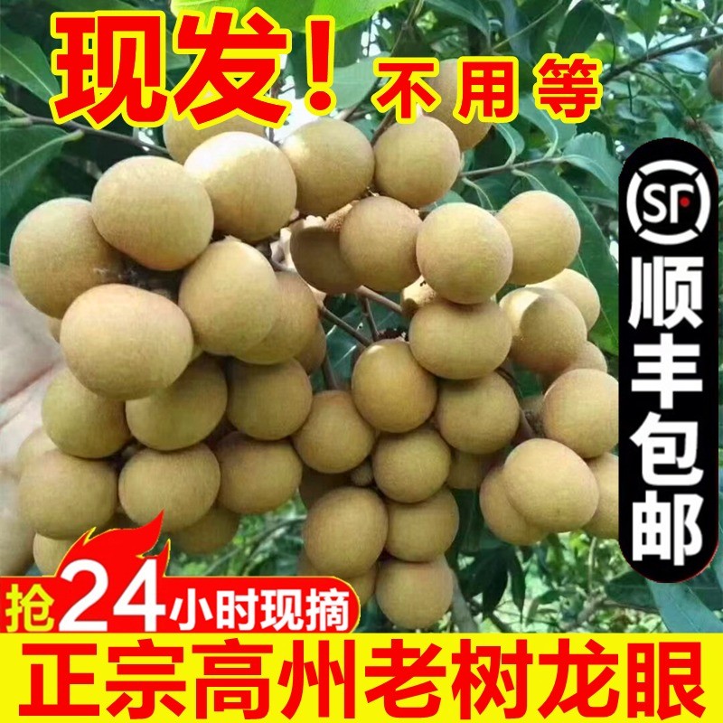 石硖龙眼【现摘/顺丰】新鲜水果当季龙眼桂圆应季孕妇 5斤 泡沫箱保鲜