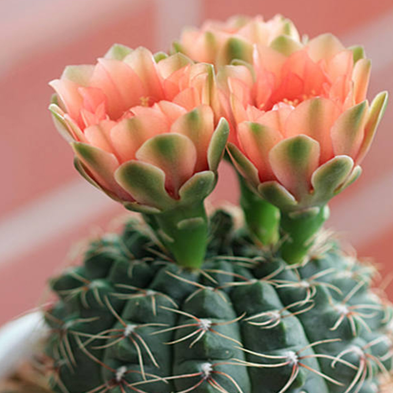 兜 鸾凤玉组合套餐奇趣桌面多盆栽 米白 其他颜色_绯花玉6厘米