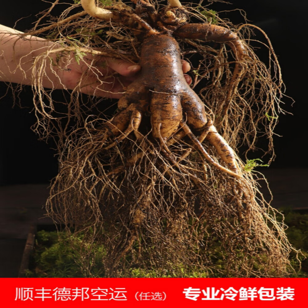 灵壹禾吉林特大新鲜现挖人参带土新鲜人参煲汤山参一斤发顺丰 精选新鲜带泥巴人参 225g*1盒