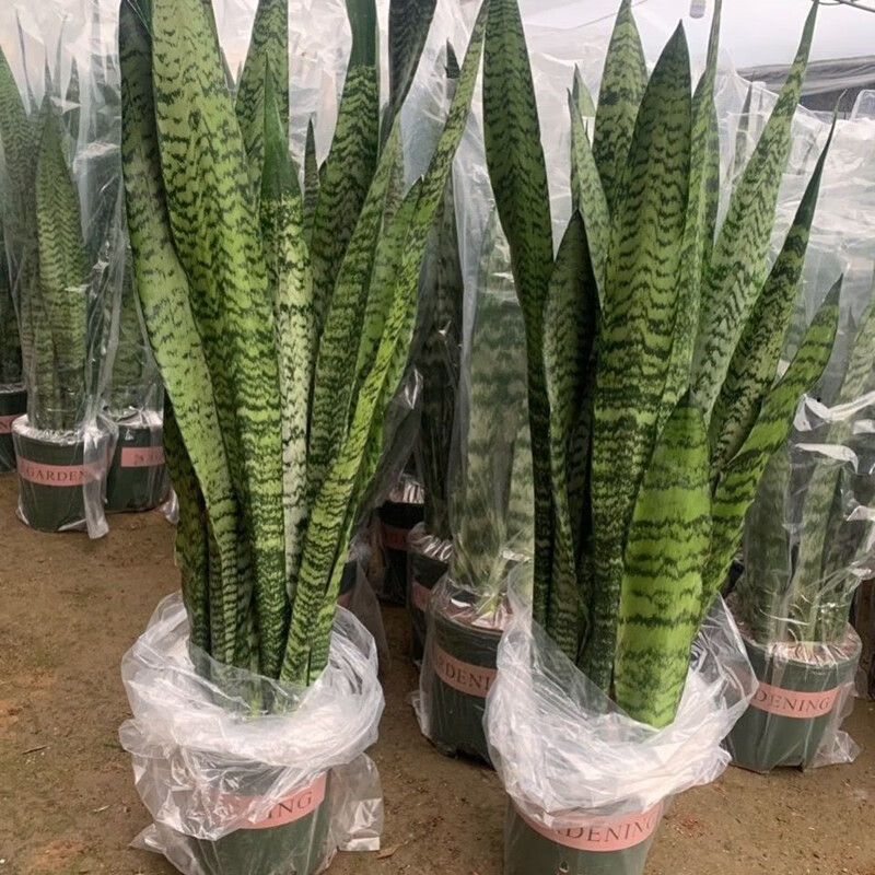 京东大型绿植价格走势图哪里看|大型绿植价格比较