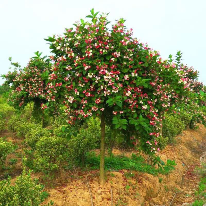 热七彩色花卉庭院盆景绿化庭院别墅树苗 2公分粗带土球【当年开花】