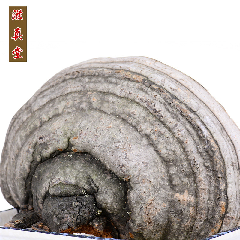 滋真堂 长白山灵芝林下木蹄灵芝长白山木蹄灵芝可切片 木蹄灵芝250g