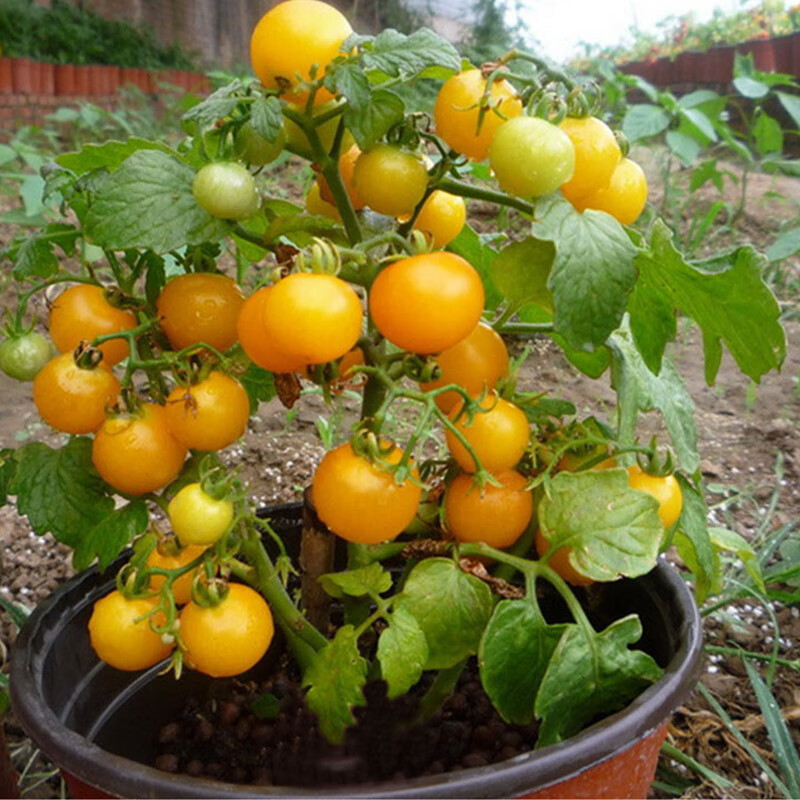 长耕 矮生番茄苗种籽圣女果苗樱桃小西红柿种子四季阳台盆栽蔬菜种苗