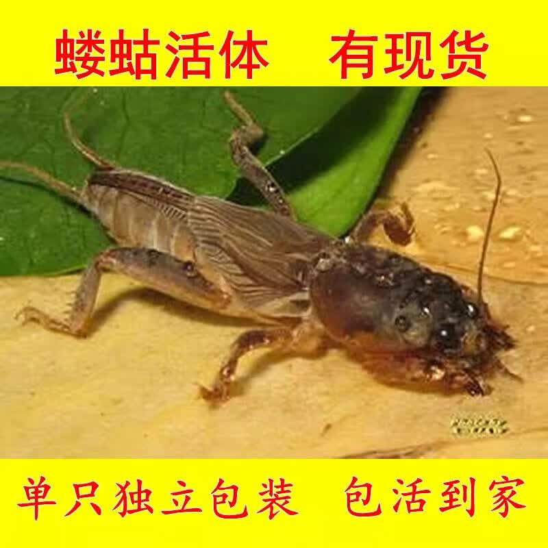 活体土狗,蝼蛄,土狗,单独包装内廷上用 活体蝼蛄1盒(发24只虫子)