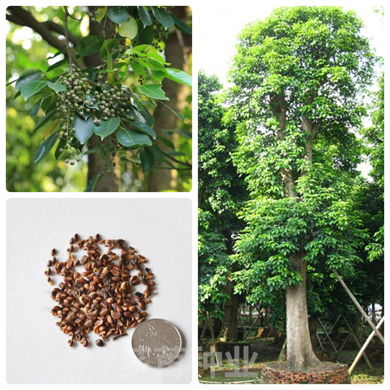 芗苒林木种子枫树种子秋枫种子绿化花卉苗木种子耐寒四季庭院公园