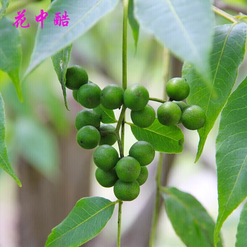 花之然药材种子大黄种子 种籽 草红花种子 白芥子 白术 白芷 败酱草