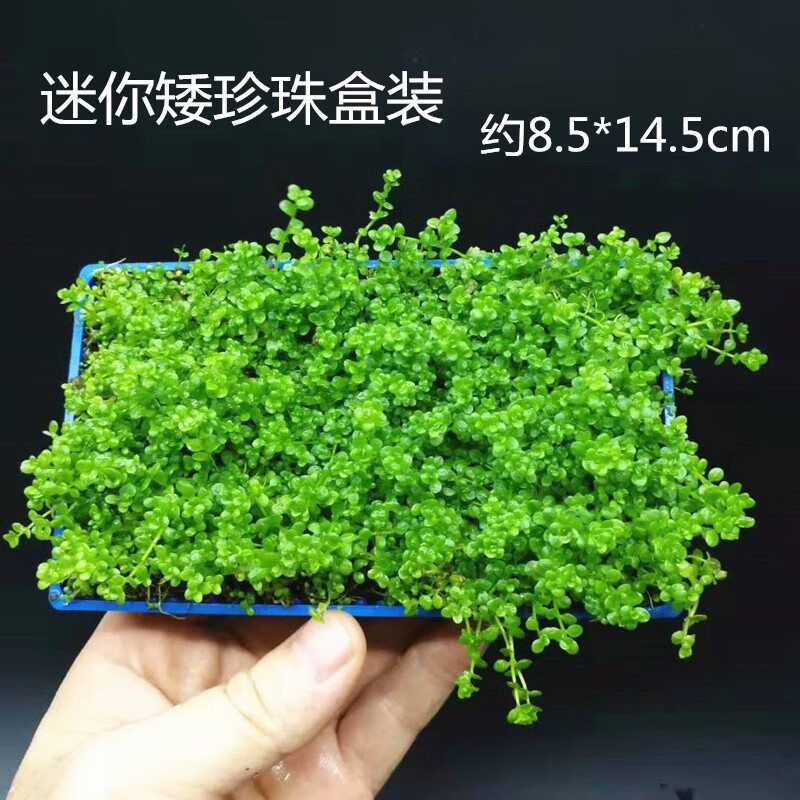 颂呵梵水草缸椒草前景水草活体淡水植物根茎水草 活体种植草坪装饰