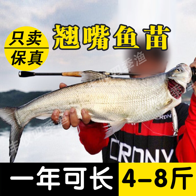 荣郁优质翘嘴鱼苗路亚鱼白刁鱼苗红鲌鱼淡水养殖活体大翘壳大品种包活 翘嘴鱼2-4厘米1000条多发20%防损属于什么档次？