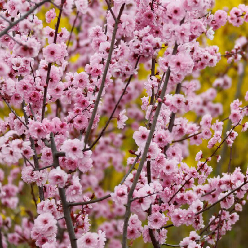 地栽红叶碧桃树苗室内外耐寒绿植树苗 如意美人梅2厘米粗一米高左右