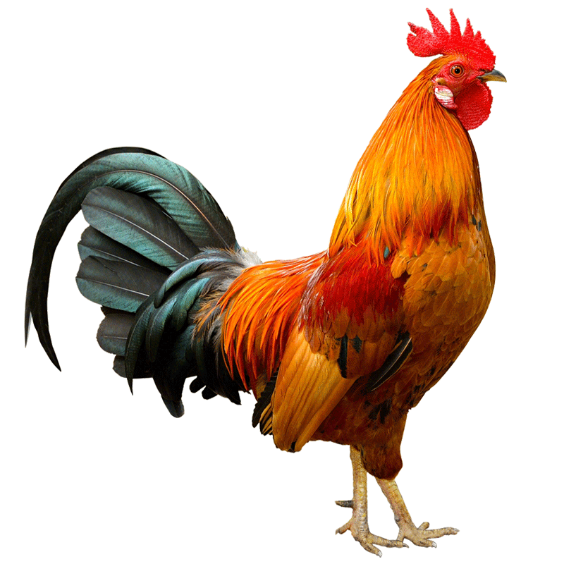 plus会员:wens 温氏 供港乌鸡1kg 老母鸡1.