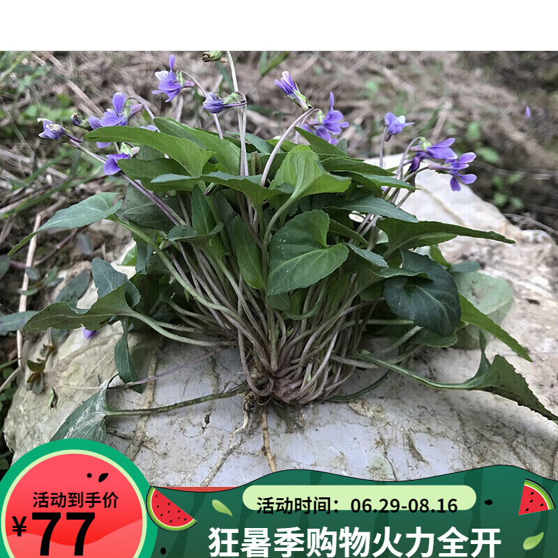 犁头草500g新鲜紫花地丁现采草药材犁嘴草玉如意草铧头草