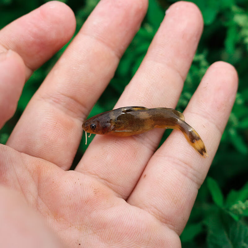 荣郁牛尾巴鱼苗淡水好养耐活本地稀有稀奇古怪名贵