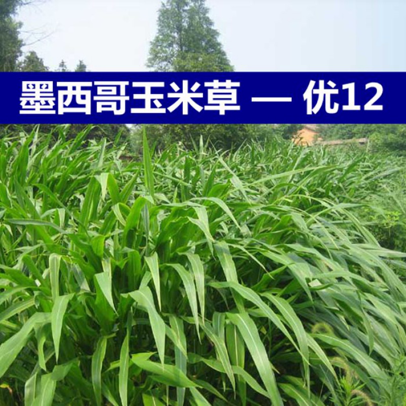 墨西哥玉米草种子 阔叶猪羊牛鱼 养殖饲料草籽南方牧草种籽  骏楷园林