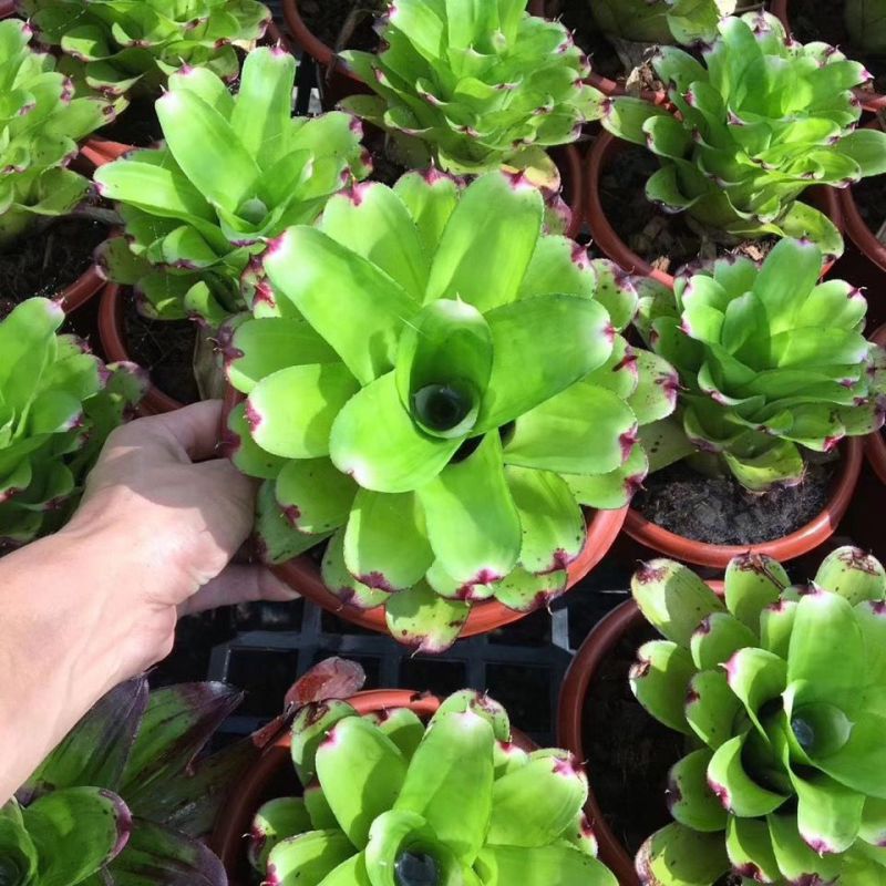 【京选优品】积水凤梨琳达五彩凤梨雨林缸水陆生态水草爬虫缸造景常用