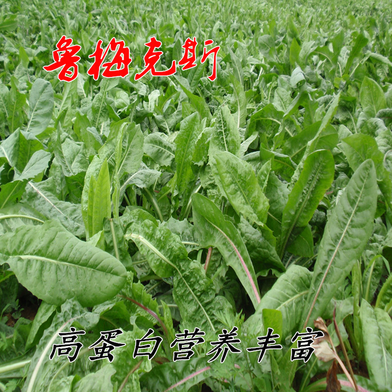 鲁梅克斯种子俄罗斯饲料菜多年生四季牧草种子鸡鸭鹅猪 【鲁梅克斯】