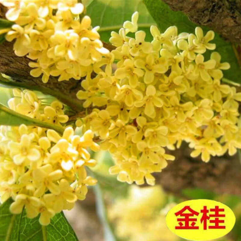 傲霜枝桂花金贵大树庭院地栽金桂原生高杆浓香型花卉四季开花沉香桂