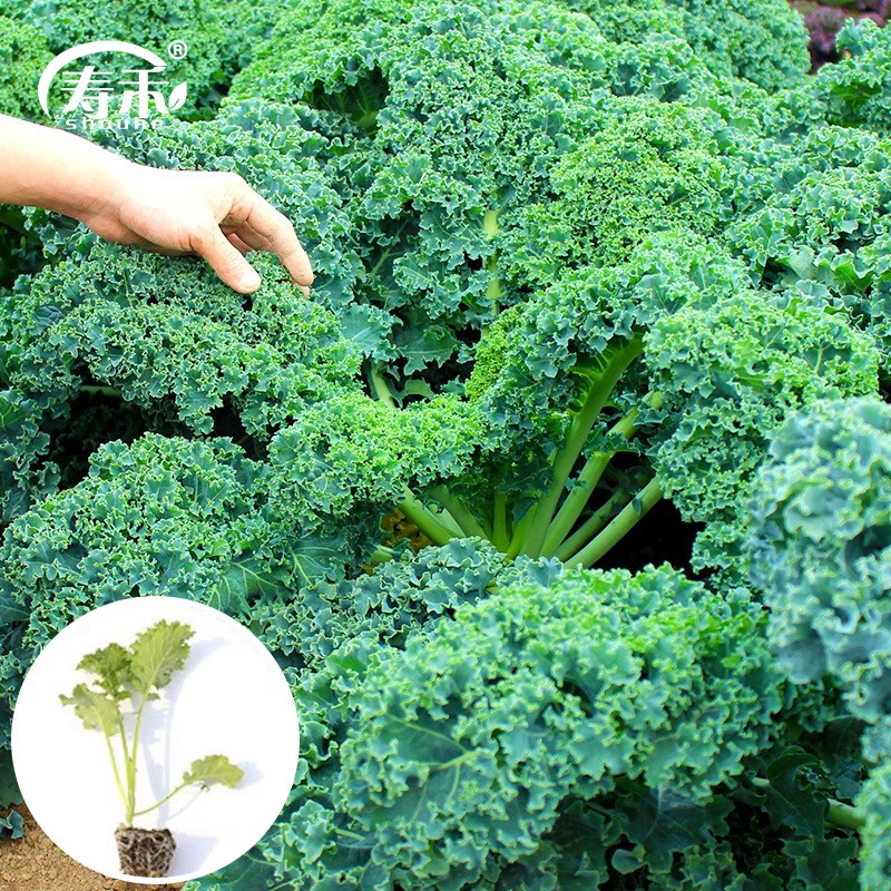 寿禾 羽衣甘蓝菜种子苗蔬菜籽菜苗甘蓝苗食用春天冬季耐寒 绿羽衣甘蓝