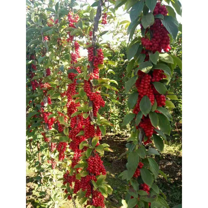 文静花坊  五味子树苗 称砣苗小时候的味道 北五味子种苗 量大 现挖现