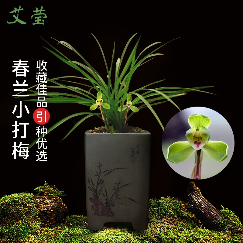 艾莹兰花苗春兰老八种 小打梅 冬带花苞出售浓香好养室内外花卉盆栽 1