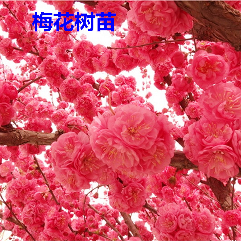 四季梅花树苗冬季素心腊梅原生苗骨里红梅浓香型庭院盆栽地栽花卉苗木