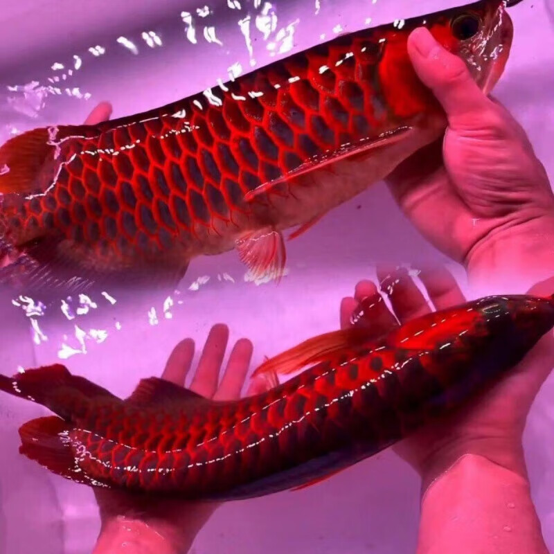 jypet红龙鱼活鱼幼苗印尼超血辣椒红龙鱼战车龙鱼热带观赏鱼 马来西亚