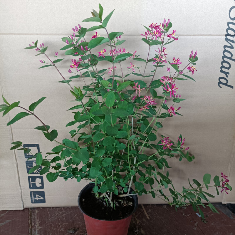 爱帛哆(aiboduo)新品蓝叶忍冬盆栽阳台庭院开花植物多年生忍冬花耐寒