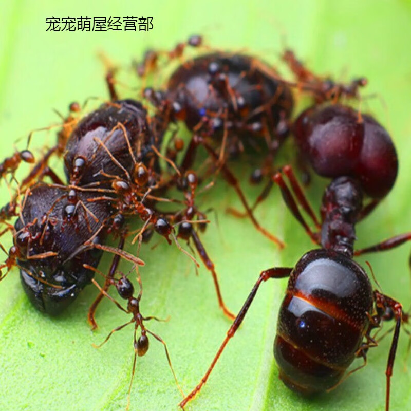 全异巨首蚁盲切叶蚁特化兵蚁宠物产卵蚁后活物繁殖好养大型 1后500工