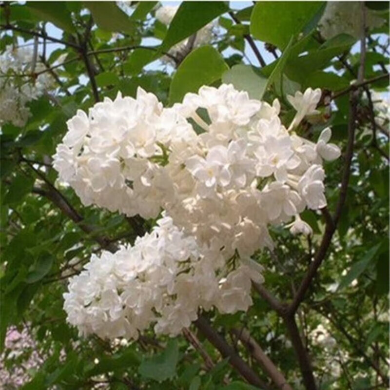 盆栽浓香四季别墅植物花卉室内庭院风景树耐寒 白丁香 三年苗(丛生)