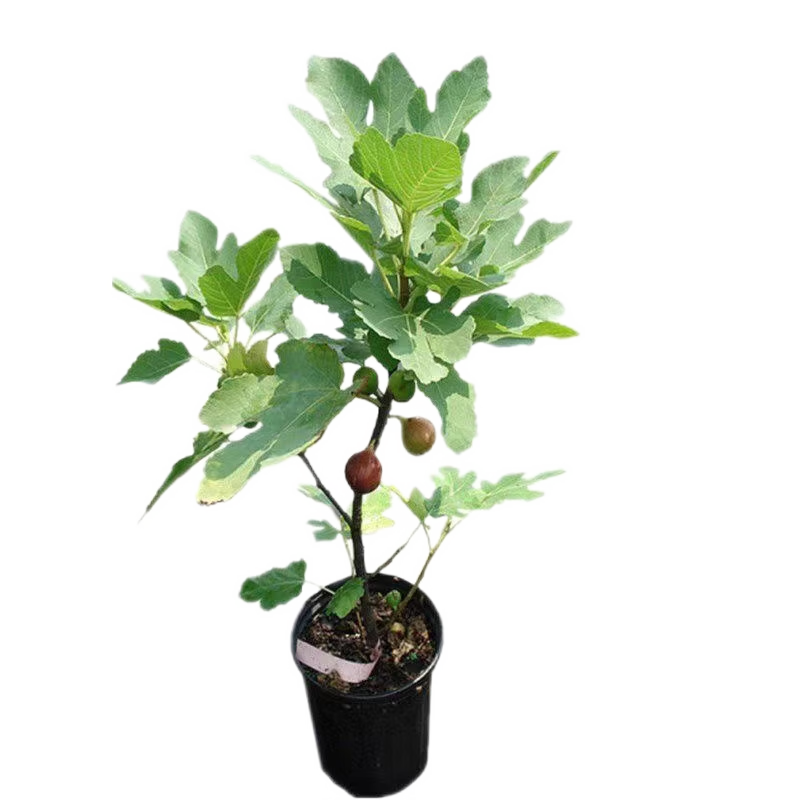 萌肉居 果樹苗無花果苗當年結果盆栽地栽種植無花果苗3cm粗1棵源頭直發(fā)