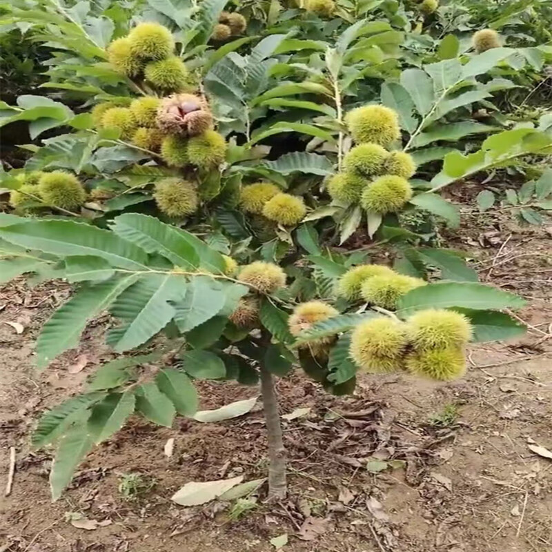 春花妙意板栗树苗树苗南方北方种植庭院盆栽地栽大红袍油栗子苗嫁接