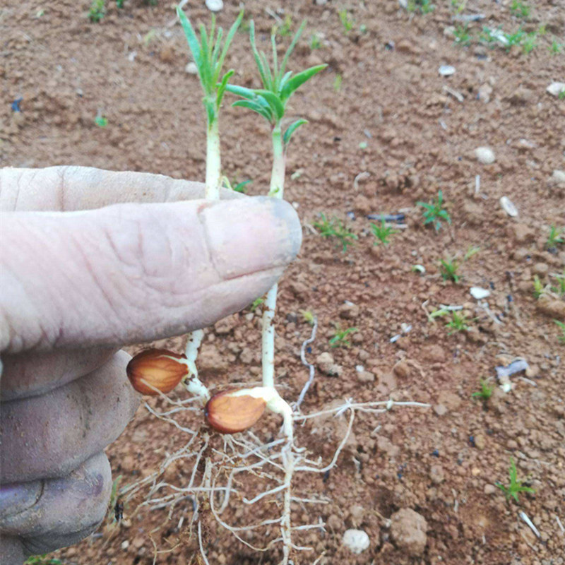 播种心情 毛桃种子毛桃树种子毛桃核山杏子树桃树种子山桃种子嫁接