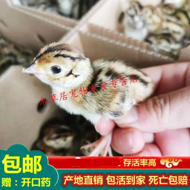 仟芸活体七彩山鸡小鸡雏批发土鸡小山鸡活体三黄鸡青脚麻鸡活体小鸡