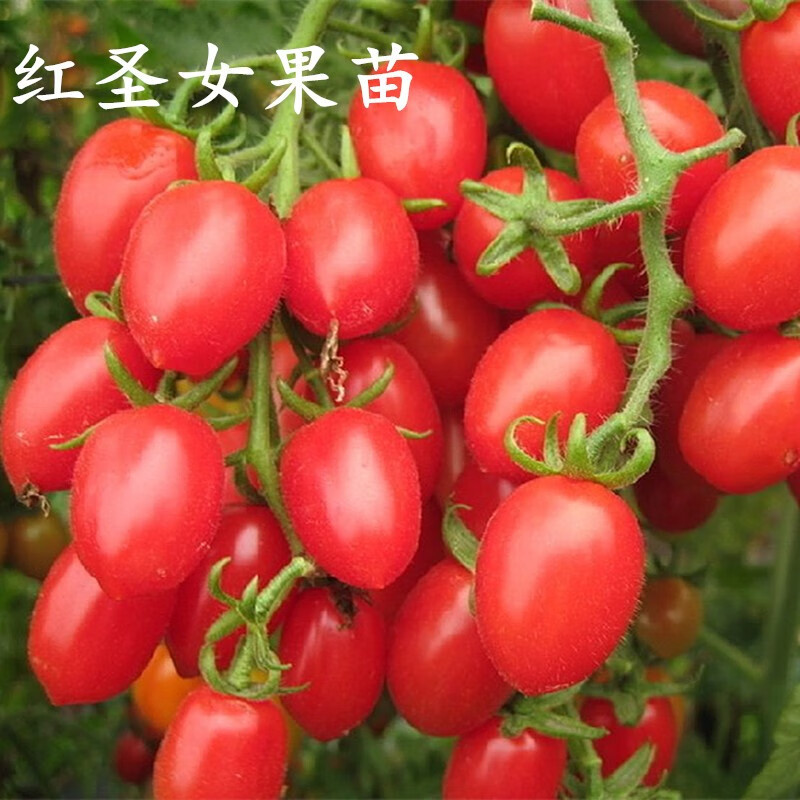 狮湾蔬菜苗幼苗辣椒苗甜椒苗西红柿圣女果苗黄瓜苦瓜空心菜秧苗 红