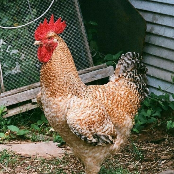 脱温金芦花鸡苗半大纯种红芦花大种汶上黑芦花半斤白芦花小鸡活苗 【8