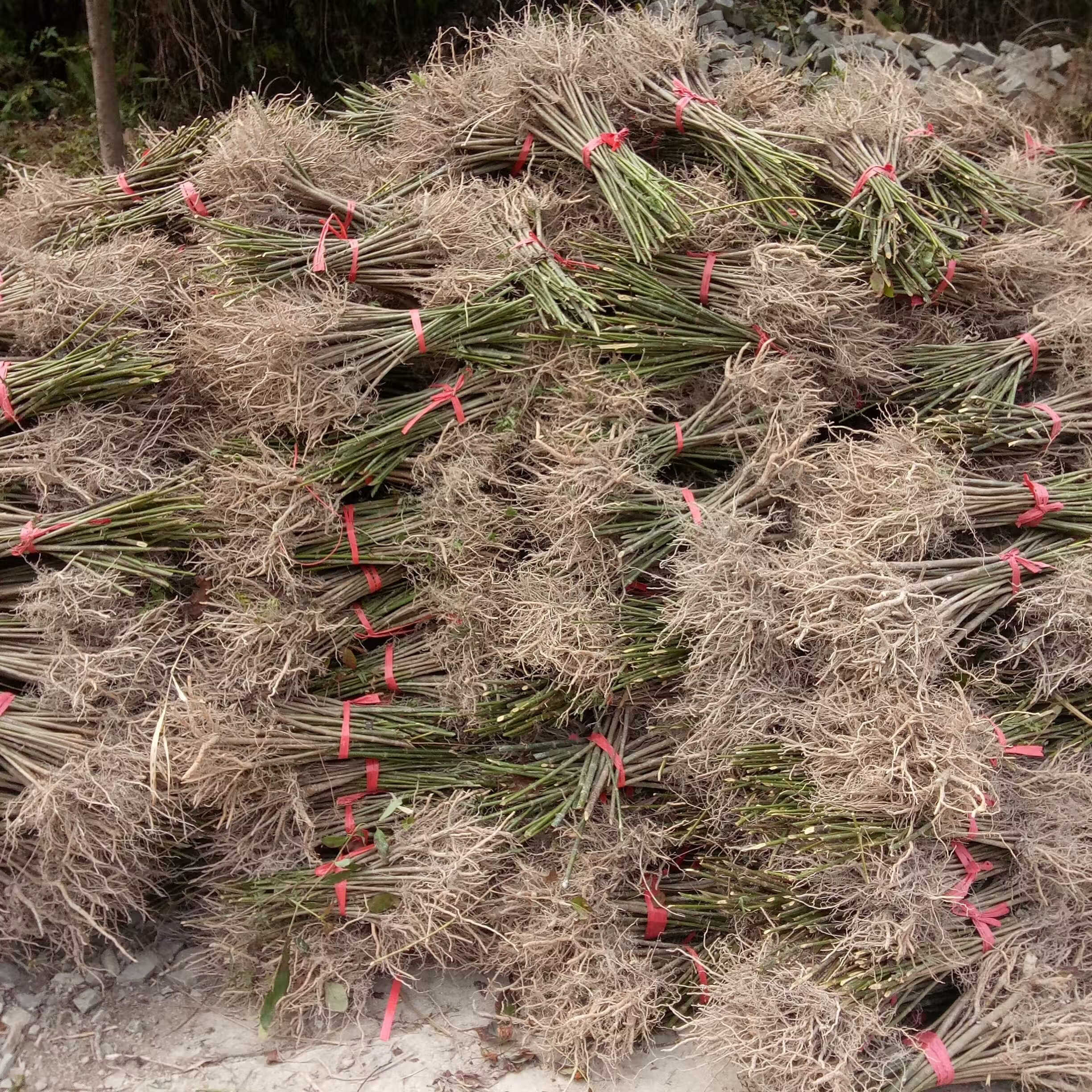姒桀【100棵一年苗】钩藤苗 金钩苗 圆杆双钩钩藤苗 钩藤一年苗 50