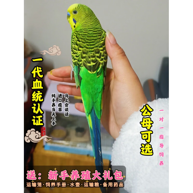 达泽侠虎皮鹦鹉活鸟会说话的鸟手养小孩宠物小型小鸟幼鸟活体活物观赏