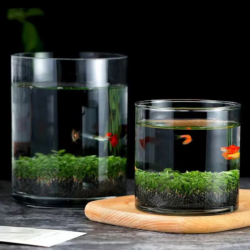 水草种子籽办公室摆件懒人微景观diy生态鱼缸玻璃/直筒长瓶种植套装