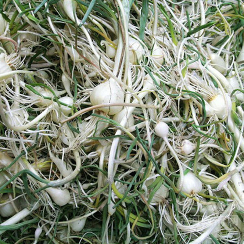 东北新鲜野生山野菜 小根菜大脑瓜嘣蹦小根蒜山菜500g2份 500g