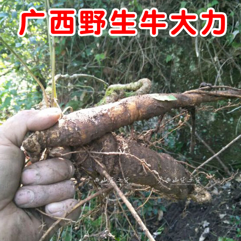 广西野生牛大力猪脚笠山莲藕金钟根切片干货250g精选黑牛粉质薯
