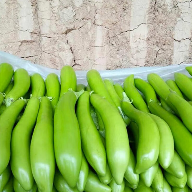 种菜记 茄子种子大全白茄绿长茄绿罐茄黑长茄鸡蛋茄种籽春季蔬菜籽茄