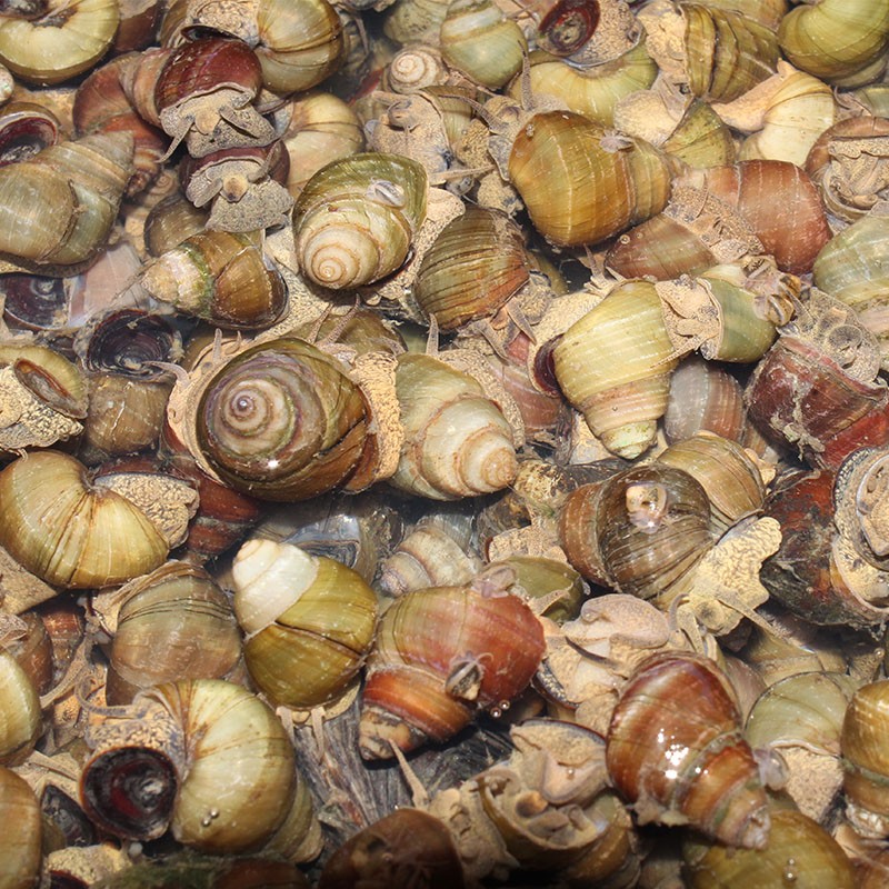 皓谦田螺 5斤鲜活泥螺 新鲜田螺 包活 5斤