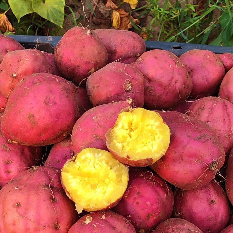 京营【2023新长圆果上市】海南澄迈桥头富硒地瓜板栗番薯新鲜农家红薯