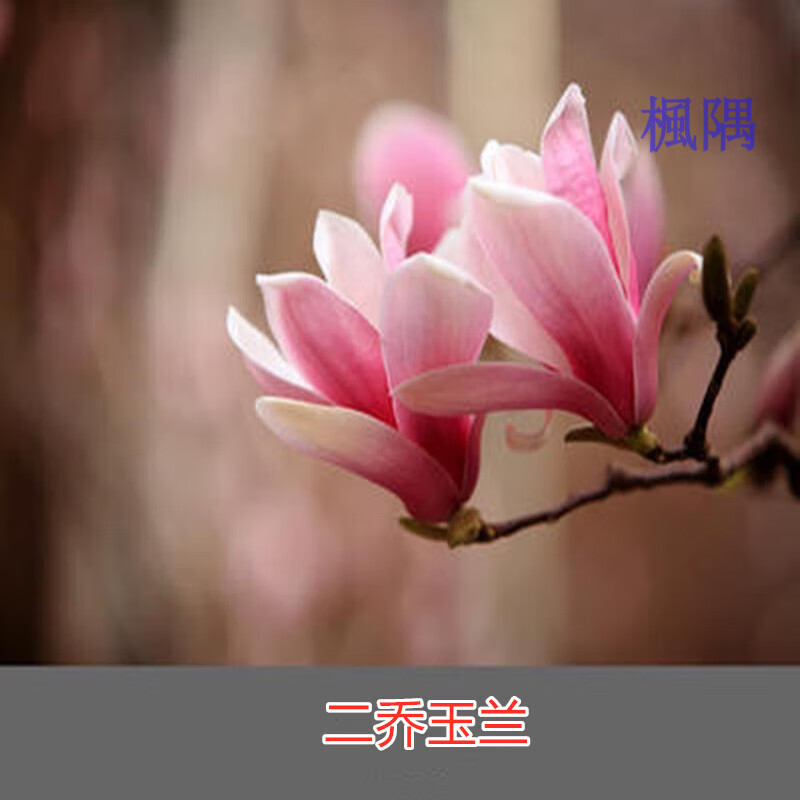 二乔玉兰 地径粗度2公分带土球发货